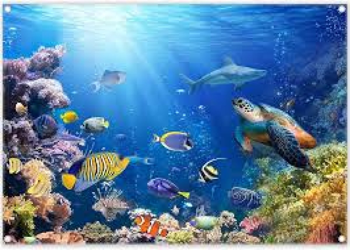 HOMEOPATİ VE DENİZ REMEDİLERİ